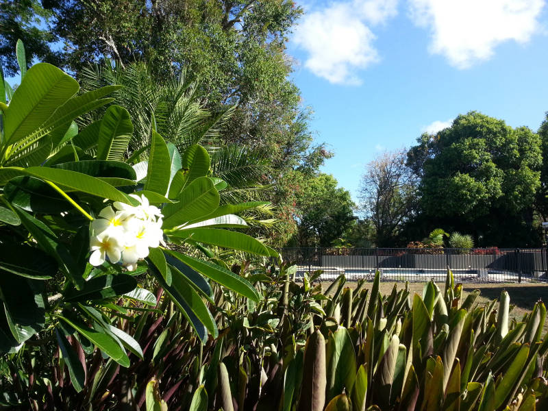 The frangipani tree