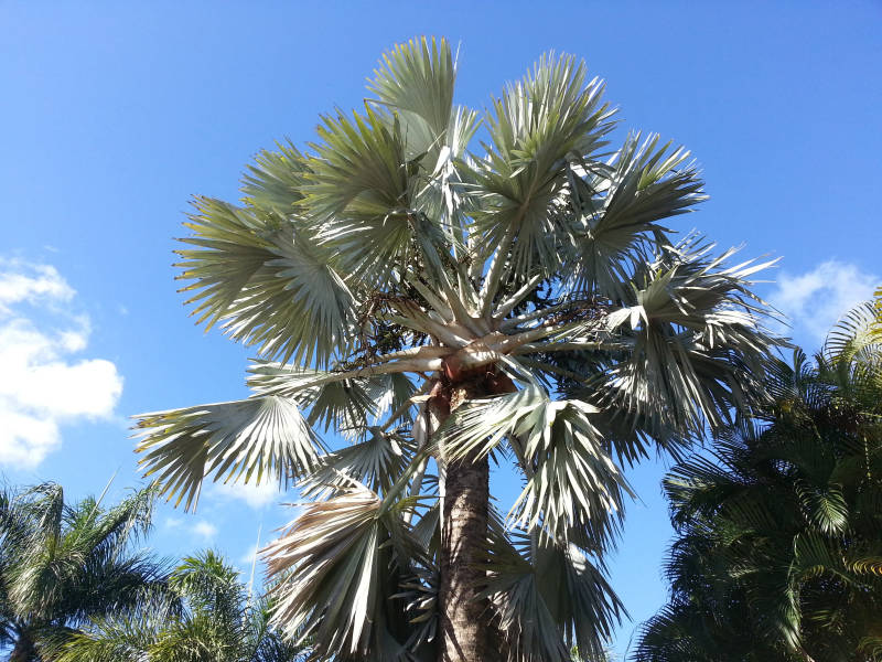 The palm tree